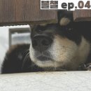 운정동물약국 | 블챌 ep.04 동네에서 보내는 일상 / 운정호수공원, 연남동 연어덮밥 맛집 “미쁘동” 후기