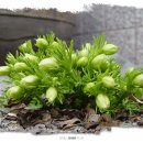 노랑고개 이미지