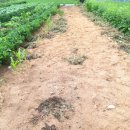 첫 감자 농사 결산 이미지