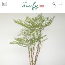 피스토리 | 신혼집 플랜테리어 남천나무 / 리피스토어 내돈내산 구매후기
