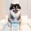 애기야 | 강아지 유산균 고민 끝 울애기쌩쌩 종합유산균 후기