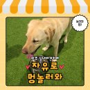 멍플레이스 | [파주 애견카페] 자유로멍놀러와 대형견 놀이터 방문 후기!!