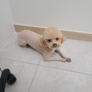 동그란 멍멍이 이미지