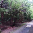 서귀포자연휴양림3 이미지