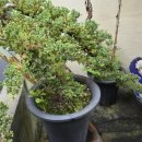 최씨네민박 이미지