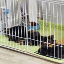 루시드 리엔 이미지