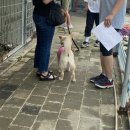 뚱아저씨 카페 | 7월 28일 멍스퀘어 봉사후기 : 발리편 (깜찍함 주의)