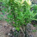 보령성주우체국 이미지