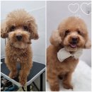 뽀송뽀송강아지미용실 이미지