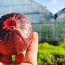 하나로마트 해남진도축협 이미지