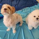 하울팟 한남점 이미지