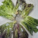 농부할인마트 | 채소값 비싸서 안 먹는 요즘, 농부 직배송으로 해결한 식비 절약 루틴