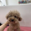 샤인펫 (Shine pet) 이미지