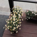 세곡-112 이미지