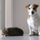 모여라동물병원 | 상일동 고양이 건강, 집사들의 생생한 건강관리 후기