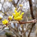 산유화 이미지