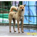 미래애견 이미지