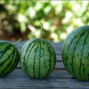 장해농장 이미지