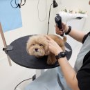 도그랑힐스 이미지