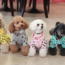 마리애견 이미지