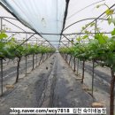 자옥농장 이미지