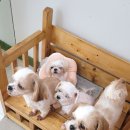 어벤독스 이미지