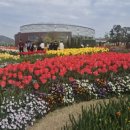 큐브스테이A | 순천만국가정원 150만 송이 튤립 절정! 입장료 주차장 포토존 총정리