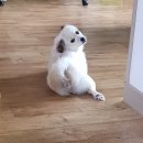 포스트다다 이미지