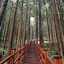 경주여행 단석산 편백나무숲 이미지