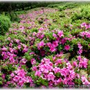 소레산산림욕장 의 꽃 이미지