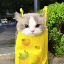 렉돌 냥이 이미지
