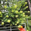 청평자연휴양림 | 가족여행 청평자연휴양림 숙소 수영장 및 계곡까지