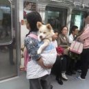 개팔자상팔자 이미지