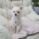 스담멍스 이미지