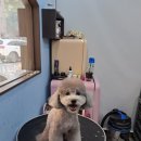 LIKE FRISE 이미지