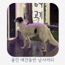 남사-4 | 용인 애견동반 카페 추천 대형견이 있는 용인 남사커피 다녀온 후기