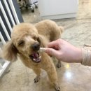 펫살롱 귀요미 이미지