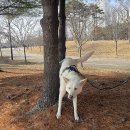 마이 펫테이블 | 2026 마이펫페어 일산 후기 총정리｜1시간만에 나온 이유와 대형견동반 식당 선택 방법