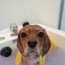 그루밍 애견미용 이미지