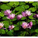 소리사랑 이미지