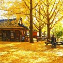 문화예술마을 저지리 농어촌체험마을 | 보령 청라 은행마을 - 500년 황금빛 절정, 축제 마지막 기회 놓치지 마세요