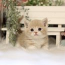 대구고양이분양 나비캣 이미지