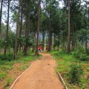 편백숲,쉼 이미지