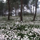 구절초테마공원 Daum카페