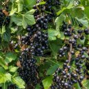 아로니아,블랙커런트 나무 필요하신분 그냥드립니다. 이미지