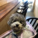 마코토키친 이미지