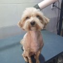 싹독싹독 | 얼굴컷 솜씨 좋은곳 서정동애견미용 싹독싹독 후기