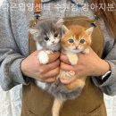 다온 입양센터 수원점 강아지분양 고양이분양 이미지