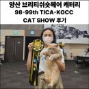 브리티쉬숏헤어 캐터리 | [브리티쉬숏헤어캐터리l위드브리]브리티쉬숏헤어분양 전 꼭 봐야 할 TICA-KOCC 캣쇼 후기