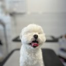 GROOMING 107 이미지